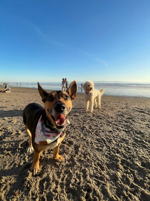 my dog at beach